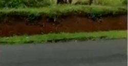 Kode : 14474 (Br/Fd/At), DIjual Tanah Sukabumi, Luas 9.320 meter (85×109 meter), Jawa barat