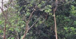 Kode : 20733 (Br/At),Dijual tanah sodong,luas 7390 m2,Tangerang