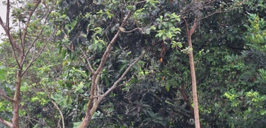 Kode : 20733 (Br/At),Dijual tanah sodong,luas 7390 m2,Tangerang