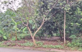 Kode : 20733 (Br/At),Dijual tanah sodong,luas 7390 m2,Tangerang